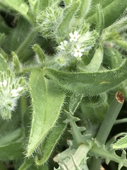 Cryptantha barbigera barbigera