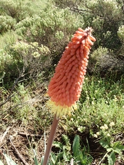 Kniphofia caulescens