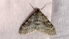 Trichopteryx carpinata