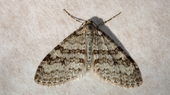 Trichopteryx carpinata