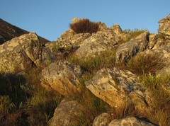 Restio fraternus