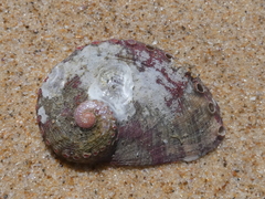 Haliotis coccoradiata