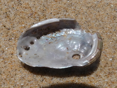 Haliotis coccoradiata