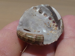 Haliotis coccoradiata