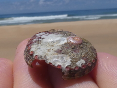 Haliotis coccoradiata