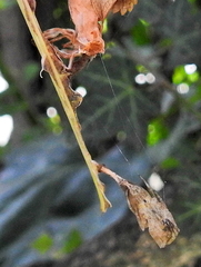 Arachnura scorpionoides
