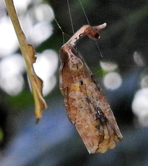 Arachnura scorpionoides