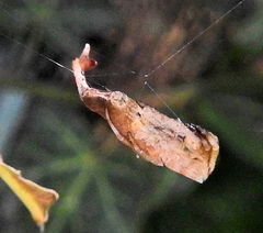 Arachnura scorpionoides