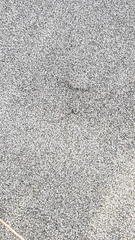 Anoteropsis litoralis