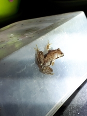 Pelodryadidae