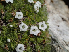 Veronica ciliolata ciliolata