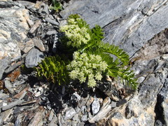 Anisotome pilifera
