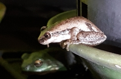 Pelodryadidae