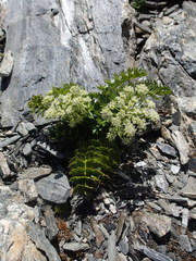 Anisotome pilifera