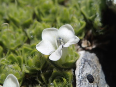 Veronica ciliolata ciliolata