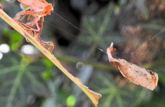Arachnura scorpionoides