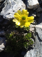 Ranunculus sericophyllus