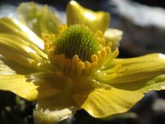Ranunculus sericophyllus
