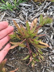 Aphanisma blitoides