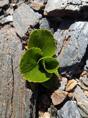 Ranunculus godleyanus