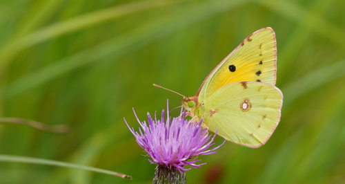 Clouded Yellow, 's-Hertogenbosch, Nederland, photo 7 of 10