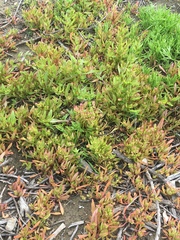 Aphanisma blitoides