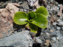 Ranunculus godleyanus