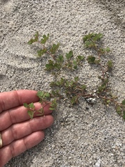 Acmispon maritimus brevivexillus