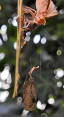 Arachnura scorpionoides