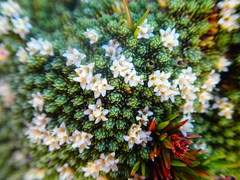 Kelleria croizatii