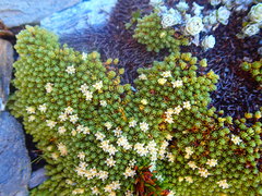 Kelleria croizatii