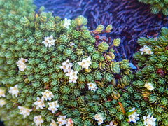 Kelleria croizatii