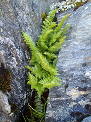 Polystichum cystostegium