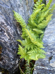 Polystichum cystostegium