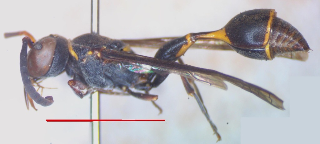 Zethus dicomboda