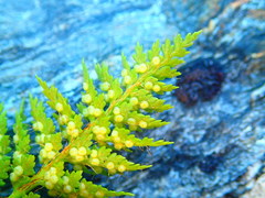 Polystichum cystostegium