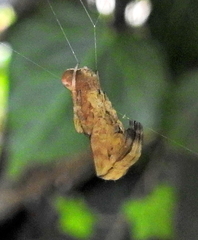 Arachnura scorpionoides