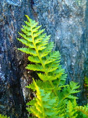 Polystichum cystostegium