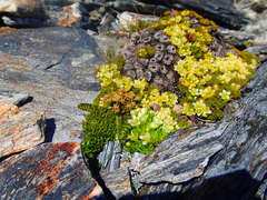 Anisotome flexuosa