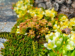 Anisotome flexuosa
