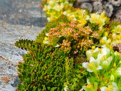 Anisotome flexuosa