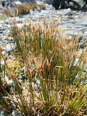 Marsippospermum gracile