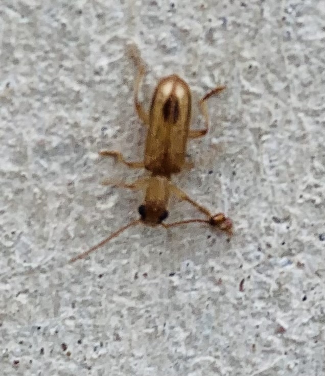 Araeodontia isabellae