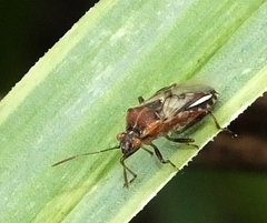 Liorhyssus