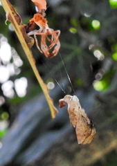 Arachnura scorpionoides