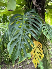 Monstera adansonii image