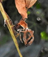 Arachnura scorpionoides
