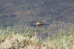 Lithobates montezumae