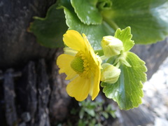 Ranunculus godleyanus