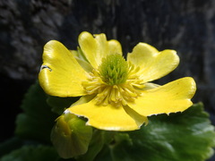 Ranunculus godleyanus